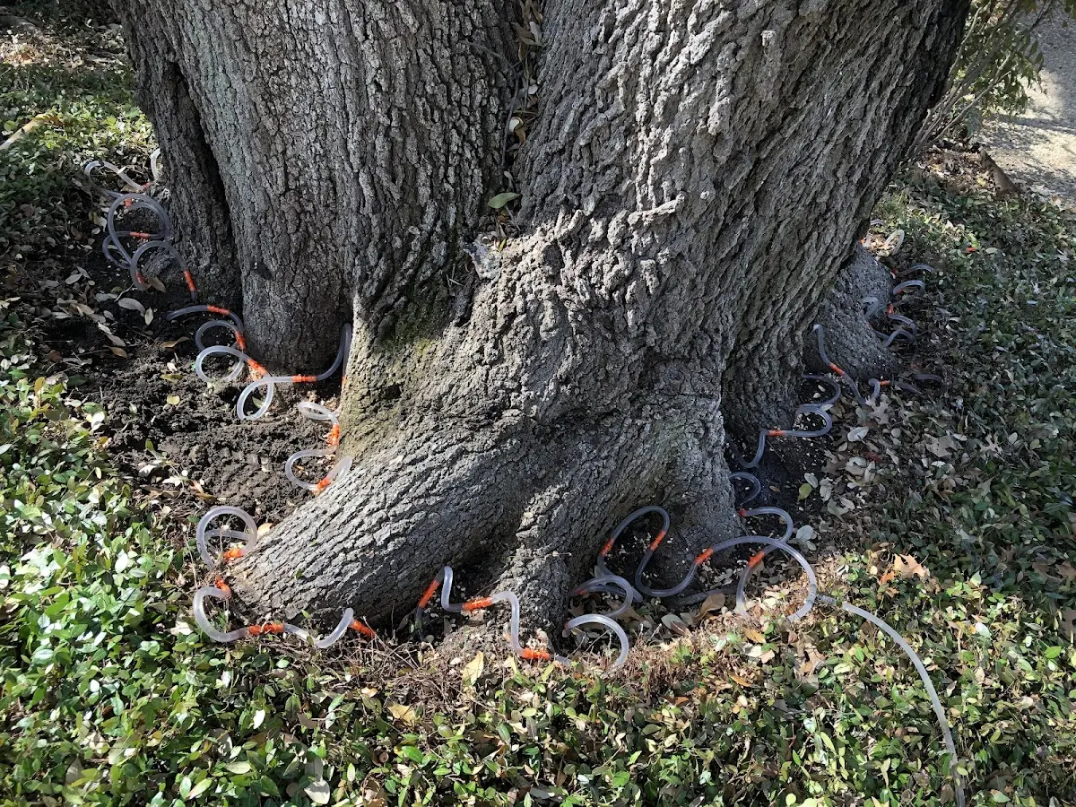 Detailed Tree Cabling and Bracing job site in Millsboro