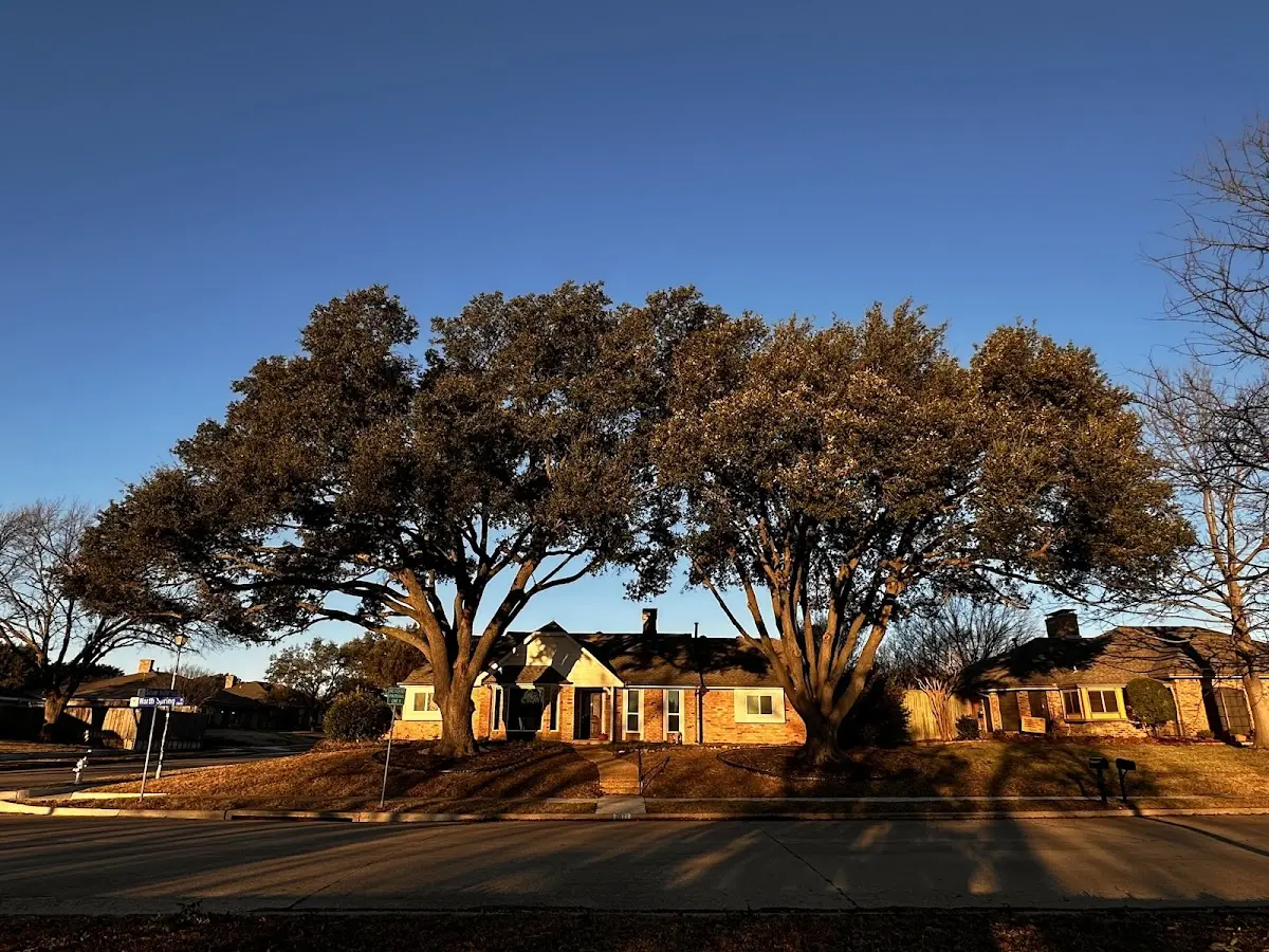 Established residential canopy tree shading a home in Millsboro